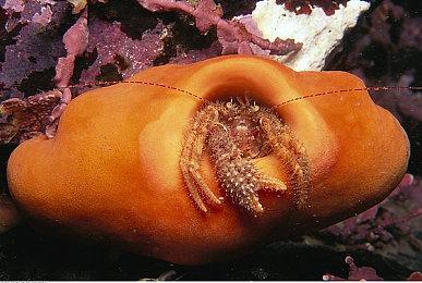 《盗贼之海》第七赛季跳票 两周时间用于打磨